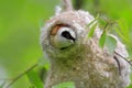 Poland, Biebrzanski National Park Ã¢â¬â closeup of a European Penduline Tit bird in a nest Ã¢â¬â latin: Remiz pendulinus